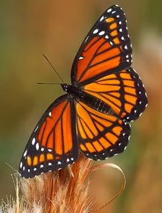 an orange and black butterfly sitting on top of a plant