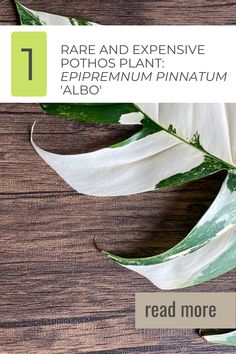 the text reads rare and expensive pothos plant epipremum pinnatum albabo read more