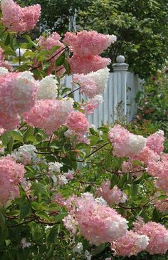 pink and white flowers blooming in front of a picketed - fenced yard