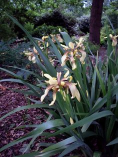 yellow flowers are blooming in the garden