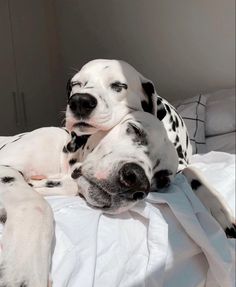 two dalmatian puppies laying on top of a bed next to each other