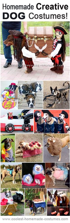 collage of homemade creative costumes for dogs and cats with text overlay that reads homemade creative dog costumes