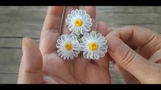 small white and yellow flowers in someone's hand