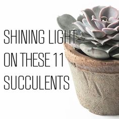 a succulent plant with the words shining light on these 11 succulents