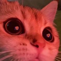 a close up of a cat's face looking at the camera with big eyes