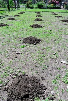 several mounds of dirt in the middle of a field