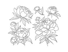 the outlines of flowers are shown in black and white, including peonies