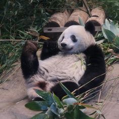 a panda bear sitting on the ground eating bamboo