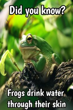 a frog sitting on top of a tree branch with the caption did you know? frogs drink water through their skin