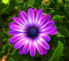 a pink flower with green leaves in the foreground and dirt on the ground behind it