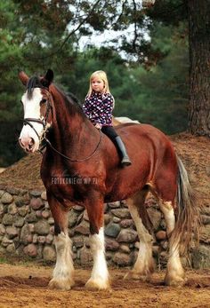 Clydesdale Horse, Majestic Horses