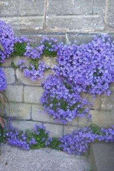 purple flowers growing on the side of a brick wall