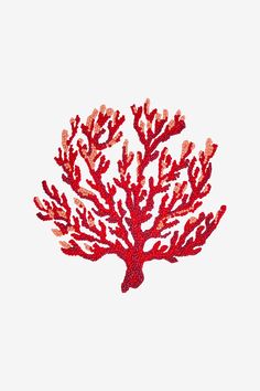 a red coral on a white background