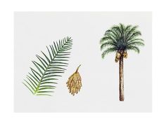 two palm trees and one coconut tree on a white background