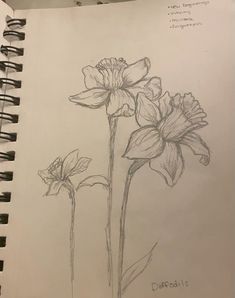 pencil drawing of three flowers on paper