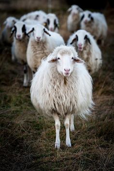 a herd of sheep standing on top of a grass covered field next to each other