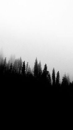 a black and white photo of trees in the foggy forest with an airplane flying overhead