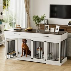 two dogs are sitting in their kennels and one is looking out the window