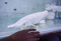 a hand is reaching for a plastic fish in an aquarium with other small white ones