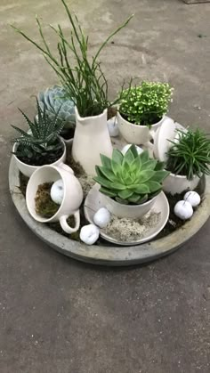 there are many potted plants in the tray on the concrete floor, including succulents and eggs