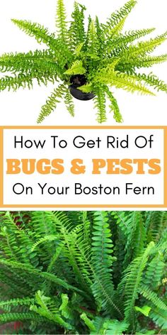 Boston fern pests, fern diseases, bugs on Boston fern, common pests of 
Boston fern, insect infestation on ferns, Boston fern bug control, managing 
pests on Boston fern, controlling diseases in Boston fern, preventing pests 
on ferns, Boston fern insect problems. Boston Fern Care Outdoor, How To Care For Boston Ferns Indoors, Planting Boston Ferns In The Ground, Winterizing Boston Ferns, How To Bring A Fern Back To Life, Fern Planters, Black Caterpillar, Hanging Ferns, Get Rid Of Spiders