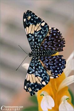 two blue butterflies sitting on top of a white and yellow flower in front of a blurry background