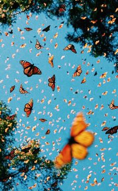 many butterflies flying in the sky above trees