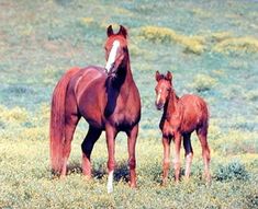 two brown horses standing next to each other on a grass covered field with yellow flowers