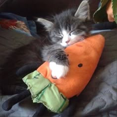 a kitten is sleeping on top of a stuffed animal toy that looks like a carrot