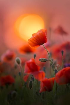 a field full of red flowers with the sun in the background