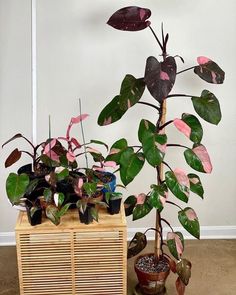 several potted plants sitting on top of a wooden box