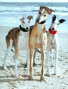 three whippets standing on the beach in front of the ocean with their heads tilted