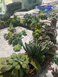 succulents and other plants are arranged on a table