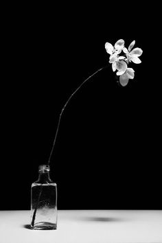 a black and white photo of a flower in a bottle