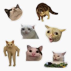 several different types of cats stickers on a white background, with one cat sticking its tongue out