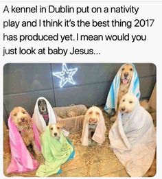 four dogs wrapped in blankets sitting on top of a bed with the caption that reads,