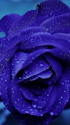 a blue rose with water droplets on it