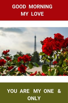 red roses with the eiffel tower in the background text reads, good morning my love you are my one & only