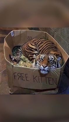 a tiger laying in a cardboard box with the words free kitten written on it