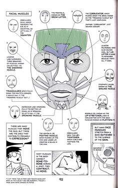 Facial Muscle Anatomy, Facial Muscles Anatomy Drawing, Esthetician Anatomy, Face Muscles Anatomy Drawings, Facial Anatomy For Injectors, Botox Anatomy, Face Anatomy Drawing, Face Muscles Anatomy, Anatomy Of The Face