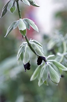 the flowers are blooming on the plant in the garden and it looks like they're dying