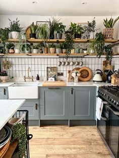 a kitchen filled with lots of potted plants on top of the counters and shelves