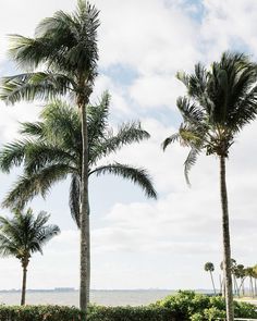 two palm trees are next to the ocean