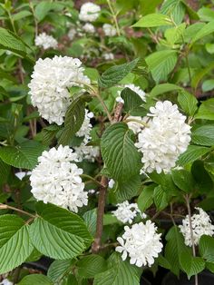 Viburnum Mary Milton, a Blissfully Beautiful Viburnum Snowball Flowers, Fruit Cocktail Tree, Snowball Viburnum, Plant Care Instructions, Blueberry Bushes, Types Of Fruit, Zone 5, Different Fruits, Peach Trees