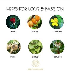 I've compiled a list of some of my favourite herbs for love potions and aphrodisiac blends for bringing love into your life! I explain the history and properties of rose, cacao, damiana, maca, ginkgo and catuaba on my Instagram profile - make sure you follow me for more information on herbs! I'm a functional medicine practitioner (IFMCP) and the only naturopath, endobiogenist, nutritionist & master herbalist with this qualification. #herbs #love