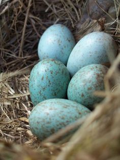 four blue eggs in a nest with straw on the ground and grass around them,