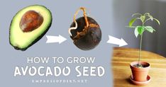 how to grow an avocado seed