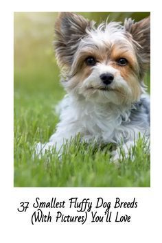 a small dog laying in the grass with its head turned to look at the camera