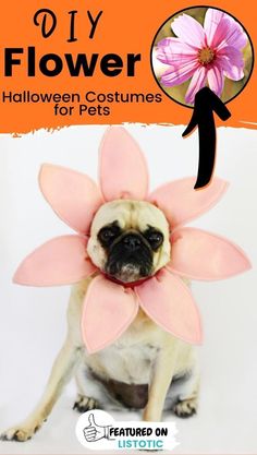 a pug dog with a flower on its head and the words, diy flower halloween costumes for pets