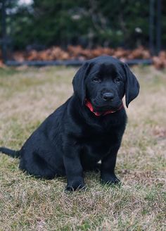 a black dog is sitting in the grass